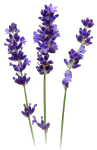 img_1.png